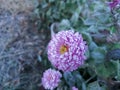 Flowers of aster or zrisanthemum in the first snow. Morning - frost covered the flowers. Royalty Free Stock Photo