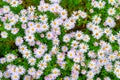 Flowers Asters. Asters in the fall. Top view of a flower bed. Flowering Selective focus. Shallow depth of field Royalty Free Stock Photo