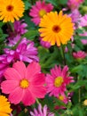 Flowers asters camomiles Royalty Free Stock Photo