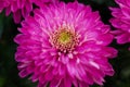 Flowers Astra close-up. Bright pink buds of beautiful Asters. Autumn flowers. PHOTO for computer. Macro photography of