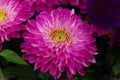 Flowers Astra close-up. Bright pink buds of beautiful Asters. Autumn flowers. PHOTO for computer. Macro photography of