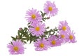 Flowers of astra perennial undersized, isolated on a white background