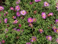 Flowers of Astra in the summer sun