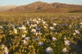 Flowers in the Atacama Desert in Chile