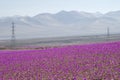 Flowers in the Atacama Desert, Chile.