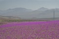 Flowers in the Atacama Desert, Chile.