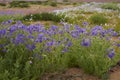 Flowers in the Atacama Desert