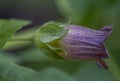 Flowers of Atropa belladonna, commonly known as belladonna or deadly nightshade