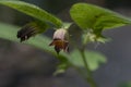 Flowers of Atropa belladonna, commonly known as belladonna or deadly nightshade