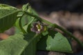 Flowers of Atropa belladonna, commonly known as belladonna or deadly nightshade