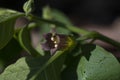 Flowers of Atropa belladonna, commonly known as belladonna or deadly nightshade