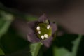 Flowers of Atropa belladonna, commonly known as belladonna or deadly nightshade