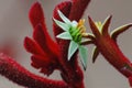 FLOWERS- Australia- Close Up of Colorful Kangaroo Paw Blooms Royalty Free Stock Photo