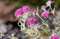 Flowers of the Australian native Globe Amaranth Pink Billy Button, Gomphrena canescens, family Amaranthaceae Royalty Free Stock Photo