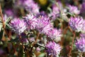 Flowers of the Australian native Globe Amaranth Pink Billy Button, Gomphrena canescens, family Amaranthaceae Royalty Free Stock Photo