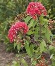 Flowers of Australian red bloodwood eucalypt Summer Red Royalty Free Stock Photo