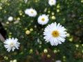 Flowers. Several small white asters Royalty Free Stock Photo