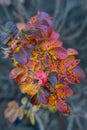 Flowers in autumn and macro photography Royalty Free Stock Photo