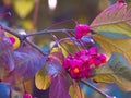 Flowers autumn red leafs plant Royalty Free Stock Photo