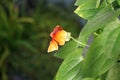 Thunbergia alata, commonly called black-eyed Susan vine, is a herbaceous perennial climbing plant species. Berlin, Germany Royalty Free Stock Photo