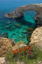 Flowers at ayia napa rock arch. Royalty Free Stock Photo