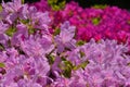 Flowers of Azalea, Kyoto Japan Royalty Free Stock Photo