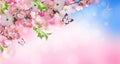 Flowers background with amazing spring sakura