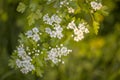 Flowers background, Apple tree flowers, green, spring, freshness, summer. substrate