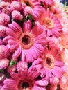 Beautiful and bright pink gerbera daisies. Royalty Free Stock Photo