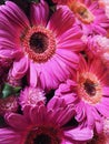 Beautiful and bright pink gerbera daisies. Royalty Free Stock Photo