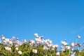 Flowers on background of blue sky. Wild northern anemones flowers blooming in spring or summer season in Yakutia, Siberia Royalty Free Stock Photo