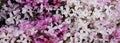 Flowers background. Bouquet of a branch of lilac spring flowers on a white wooden background. Royalty Free Stock Photo