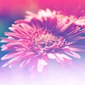 Flowers Background Bright Field Effect Royalty Free Stock Photo
