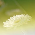 Flowers Background Bright Field Effect