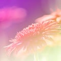 Flowers Background Bright Field Effect Royalty Free Stock Photo