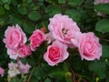 Amazing  pink roses  in green  garden Royalty Free Stock Photo