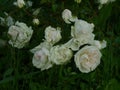 Beautiful   white roses  in green  garden Royalty Free Stock Photo