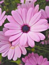 Flowers Royalty Free Stock Photo