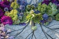 Flower arrangement of purple asters and succulents Royalty Free Stock Photo