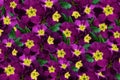 Flowers background. Flowers violet-crimson violets. Much violets with a yellow center.