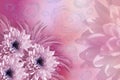 Flowers background. Flowers white-pink Chrysanthemums. floral collage. flowers composition.