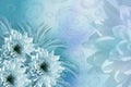 Flowers background. Flowers white-turquoise Chrysanthemums. floral collage. flowers composition.