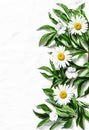 Flowers background. Fresh garden daisies on a light background, top view. Flat lay