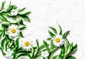 Flowers background. Fresh garden daisies on a light background, top view. Flat lay