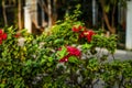 Flowers on the background of a modern building Royalty Free Stock Photo