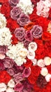 Flowers background multicolored, photo. Festive decor beautiful texture, color