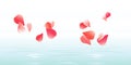 Flowers background. Petals design. Flowers petals falling in water. Roses flying petals. Sakure petals background Royalty Free Stock Photo