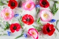 Flowers background. Red and pink poppy and blue cornflower on light green background.