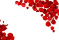 Flowers background. Red roses petals and red small hearts on white background