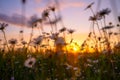 Flowers in the background of the sunset sky. Blooming flowers in summer time. Bright sky during sunset. Royalty Free Stock Photo